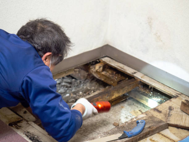 Mold Removal and Inspection in Martinsville, IL