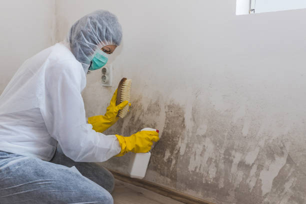 Best Local Mold Removal Service  in Martinsvle, IL