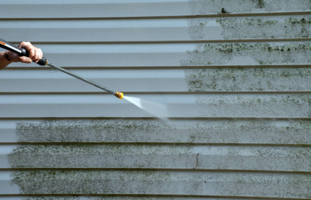 Best Residential Mold Removal  in Martinsvle, IL