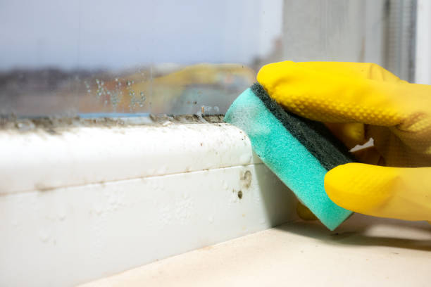 Best Mold Removal Company Near Me  in Martinsvle, IL