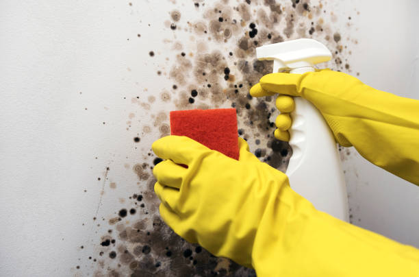 Best Mold Testing  in Martinsvle, IL