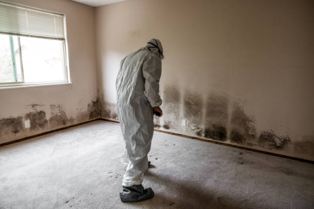 Reliable Martinsville, IL Mold Removal Solutions