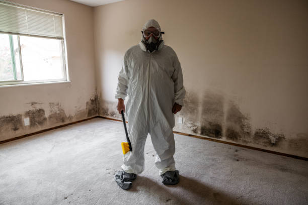 Best Black Mold Removal  in Martinsvle, IL