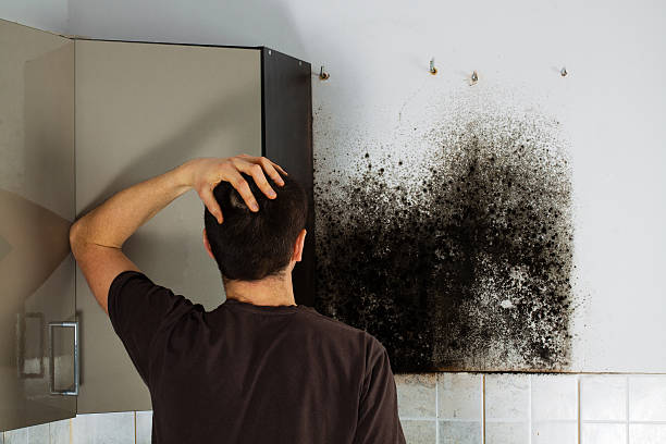 Best Mold Cleaning Services  in Martinsvle, IL
