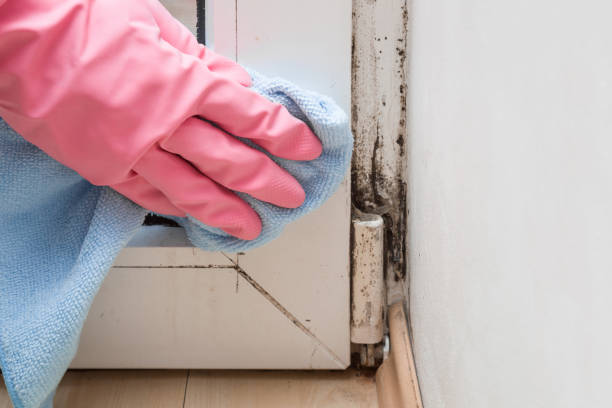 Best Professional Mold Removal  in Martinsvle, IL