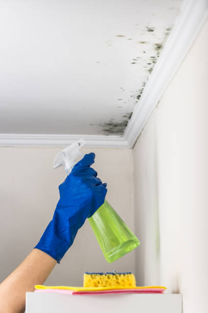 Best Fast Mold Removal  in Martinsvle, IL