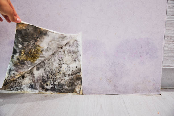 Best Commercial Mold Removal  in Martinsvle, IL